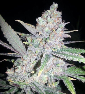 Fast Mass Haze