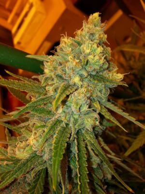 Fast Mass Haze
