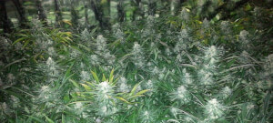 Fast Mass Haze