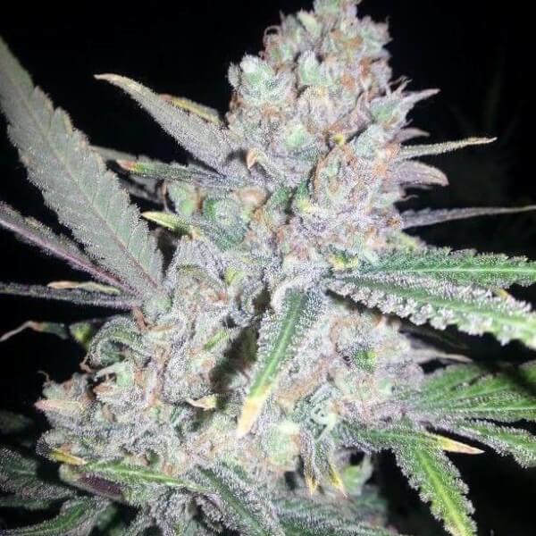 Fast Mass Haze