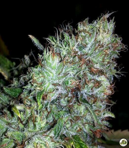 Kush del Arriero