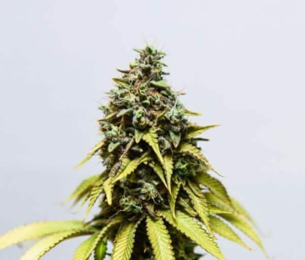 Original Tangie