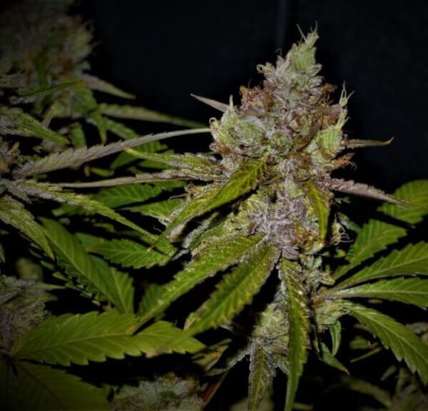 Gelato #33