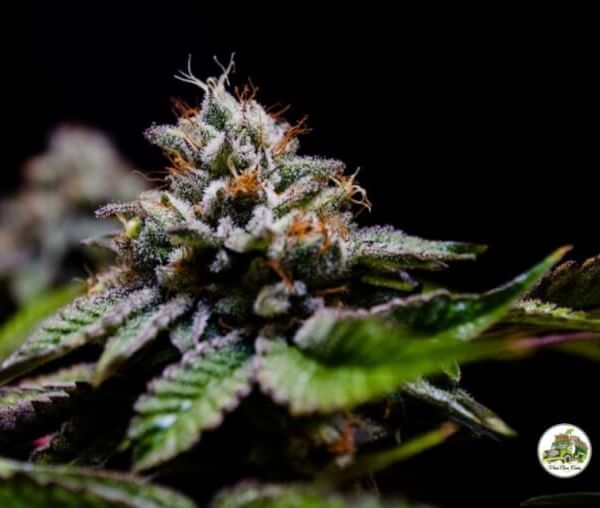 Cayman Kush