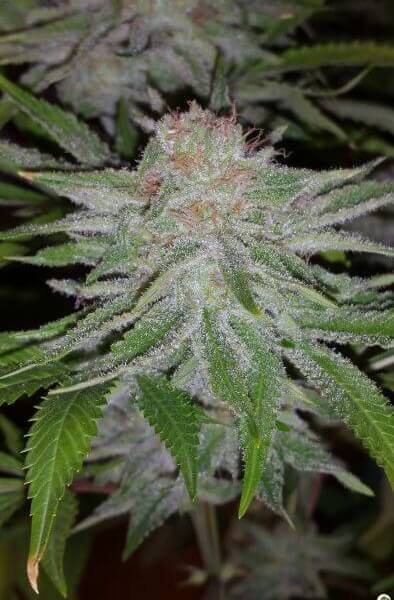 Toro Blanco by Paisa Grow Seeds