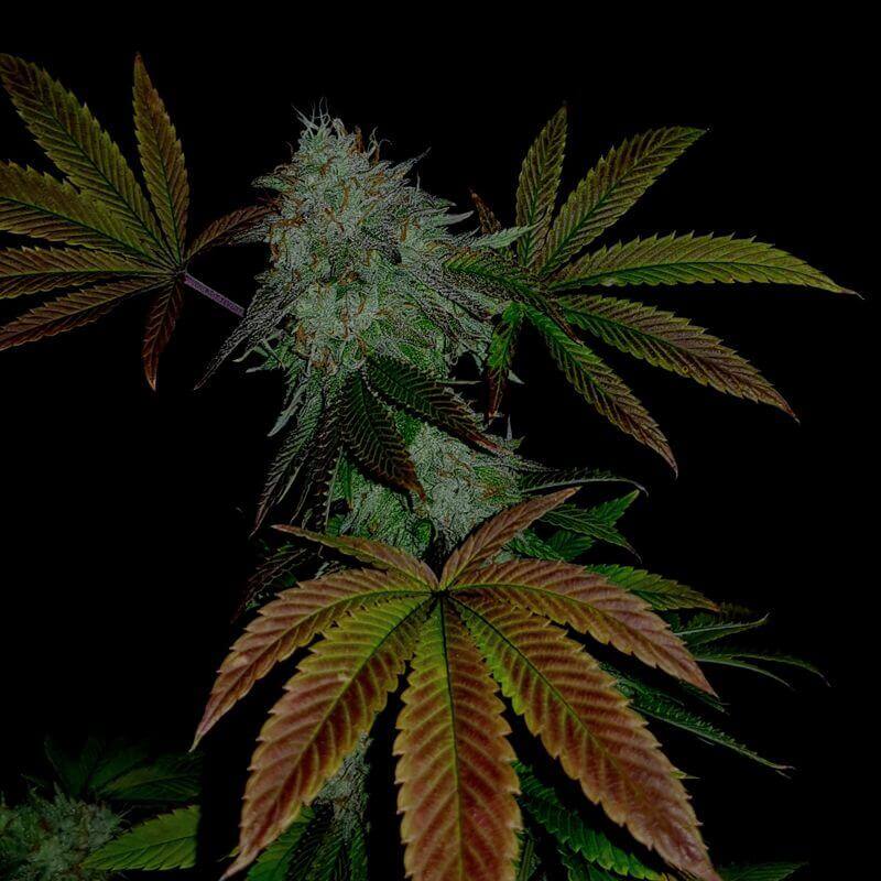 Zkittlez