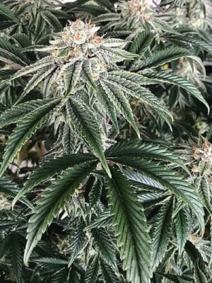Strawberry Cookies