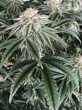 Strawberry Cookies
