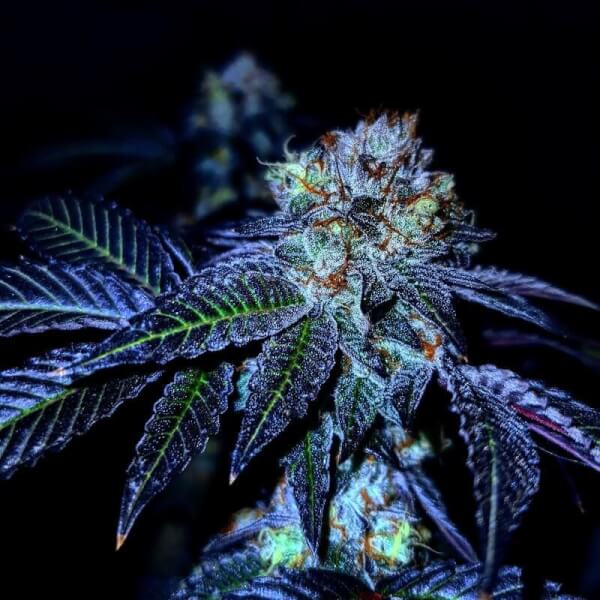 Tropical Gushers
