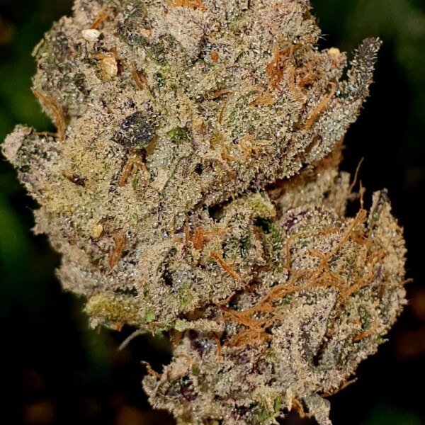 Lemon Cherry Gelato