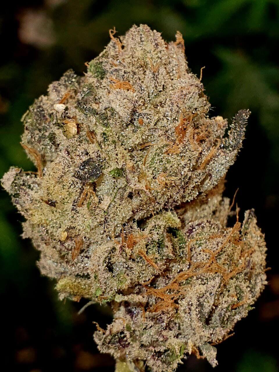Lemon Cherry Gelato
