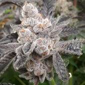 Baker's Fruit