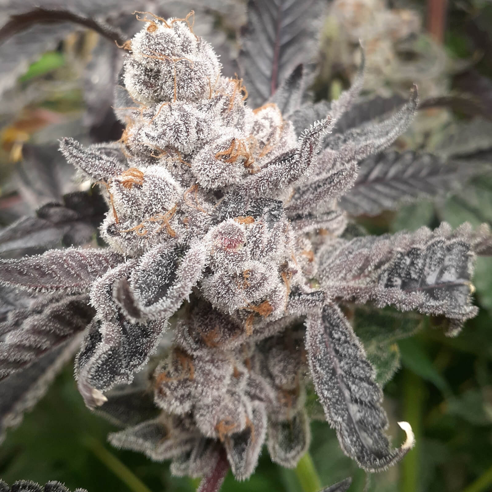 Baker's Fruit