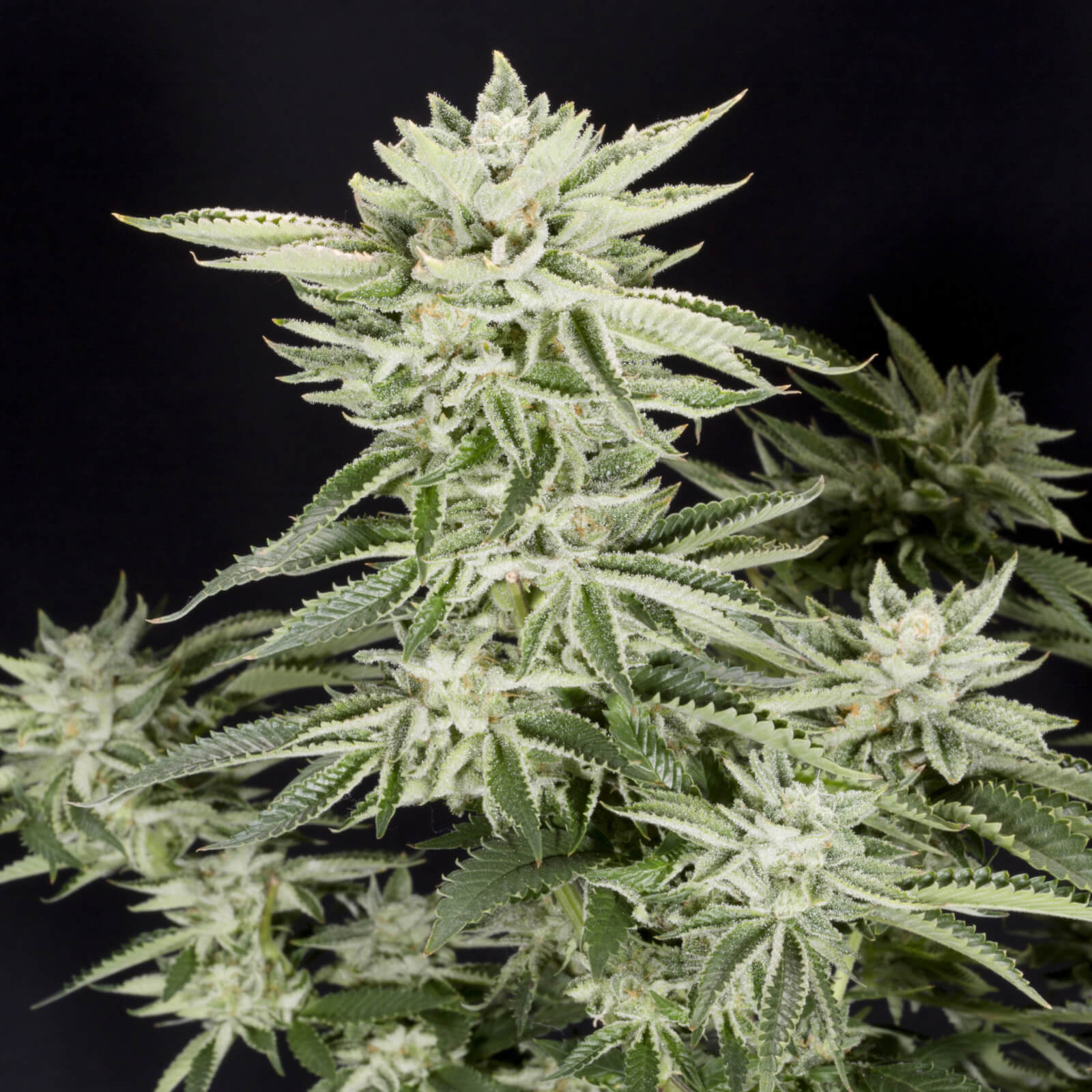 CANNABIS LADIES - みぃ Sale of Sherbet S1 feminised cannabis seeds, premium US
