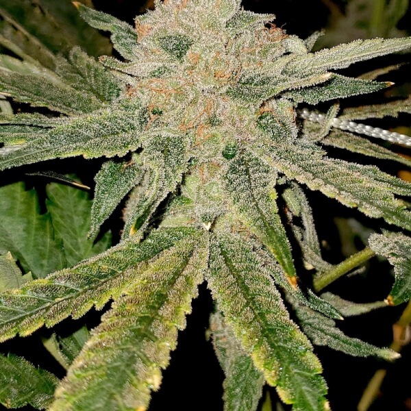 Gelato Kiss