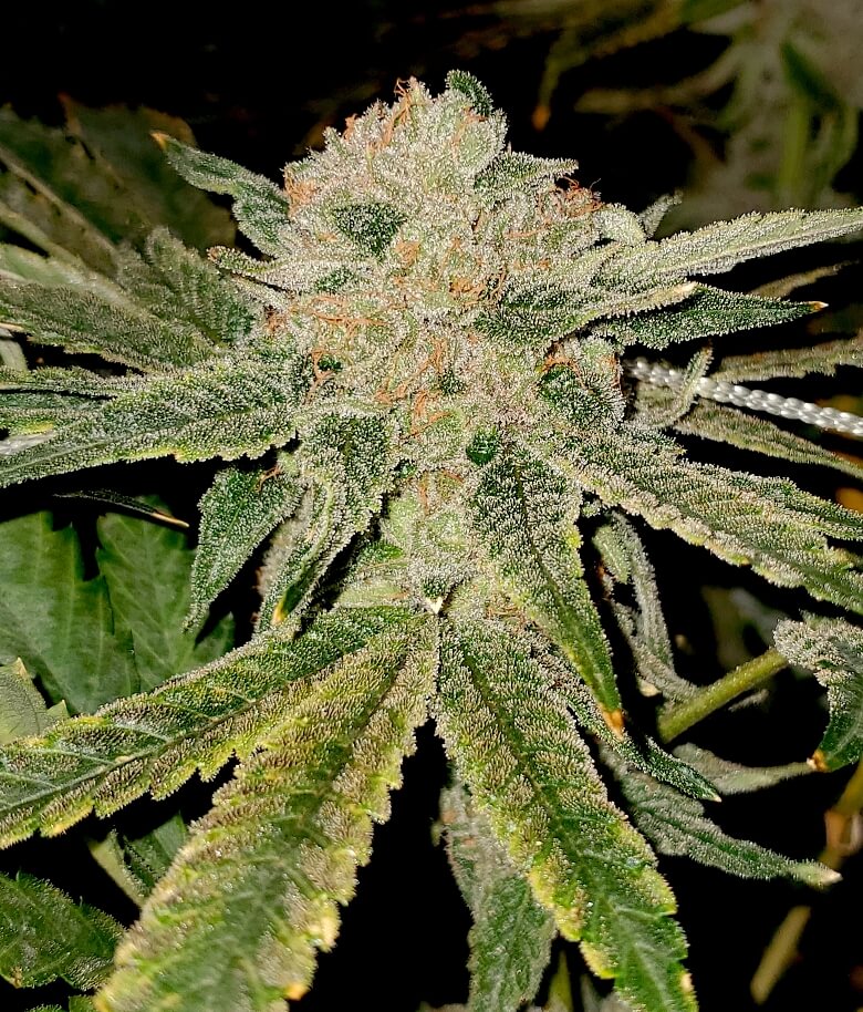 Gelato Kiss