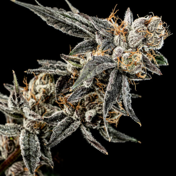Gelato Punch