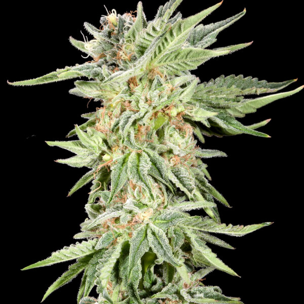 Gelato Sundae