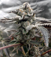 Tangie Candie