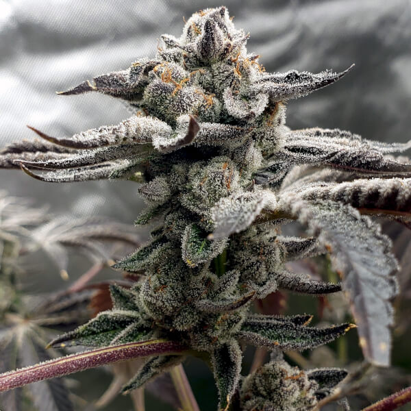 Tangie Candie