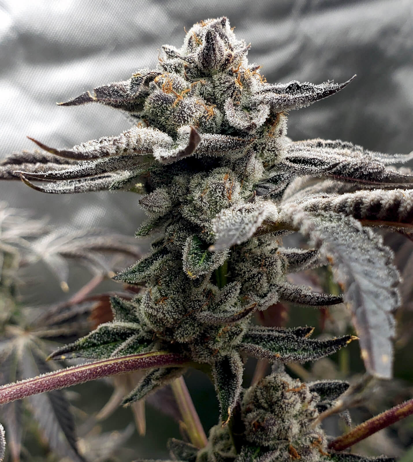 Tangie Candie