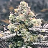 Sour Grape Punch