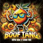Boof Tang