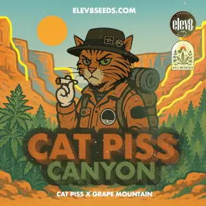 Cat Piss Canyon