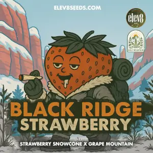 Black Ridge Strawberry
