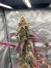 Grape Zenzu