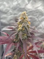 Grape Zenzu
