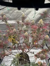 Grape Zenzu