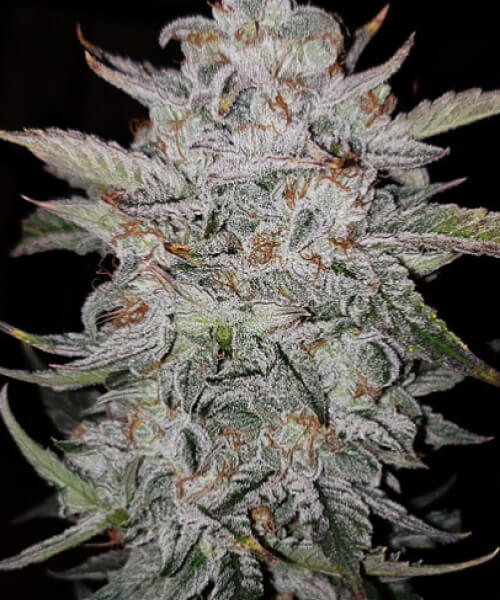 Forum Stomper Auto
