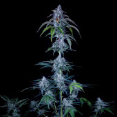 Fugue State Auto