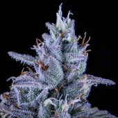Fugue State Auto