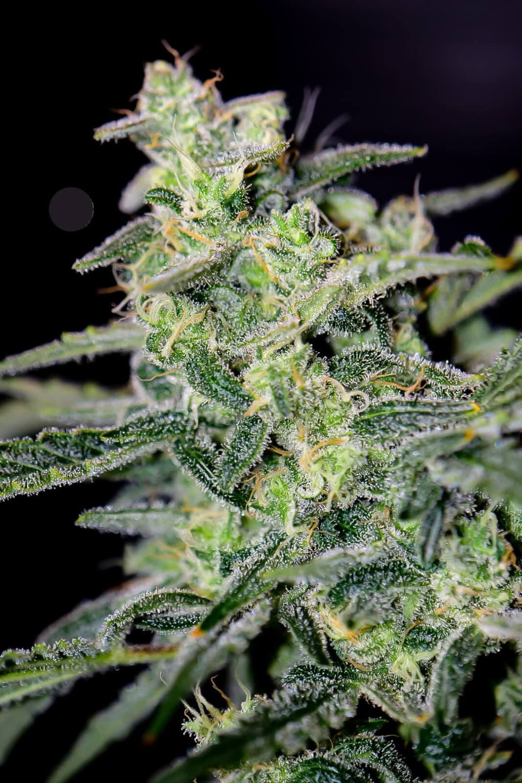 HubbaBubbaHaze Auto
