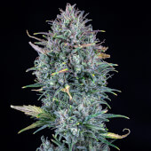 Livers Bx1 Auto