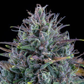Livers Bx1 Auto
