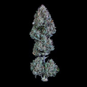 Livers Bx1 Auto