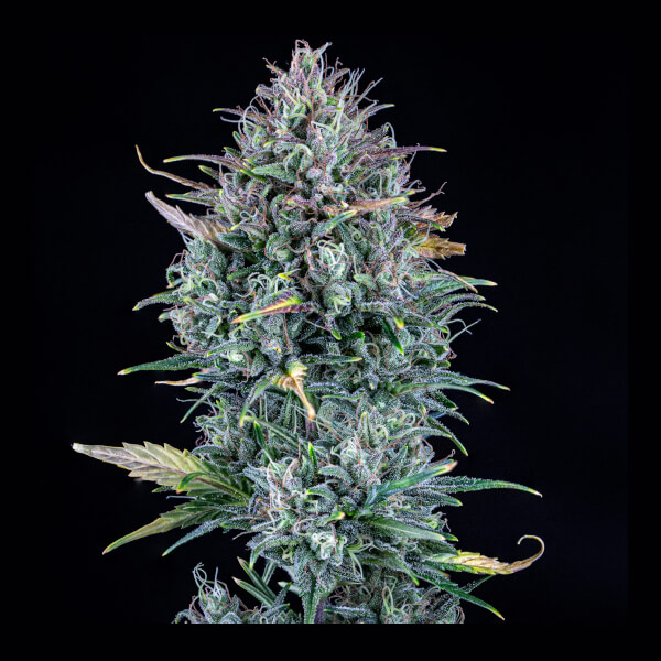 Livers Bx1 Auto