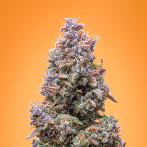 Mango Smile Auto