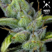 Pink Panama Auto