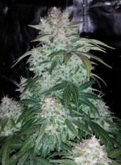 S.O.D.K. Auto