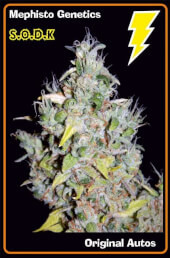 S.O.D.K. Auto