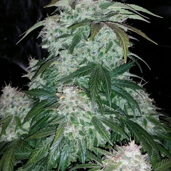 S.O.D.K. Auto
