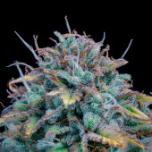 Samsquanch OG Auto