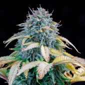 Samsquanch OG Auto