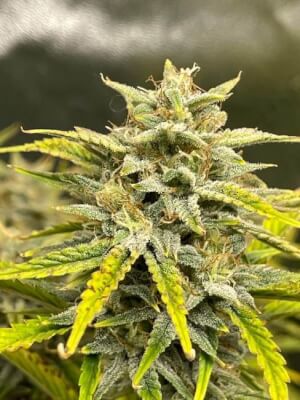 Skystomper Auto
