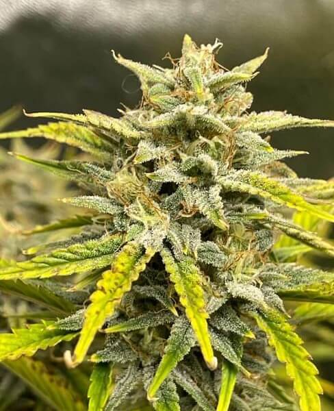 Skystomper Auto