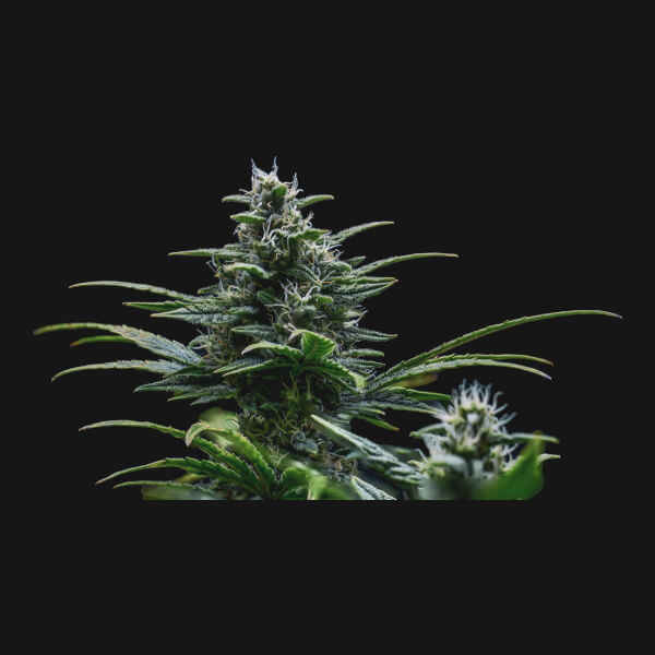 Skywalker Auto